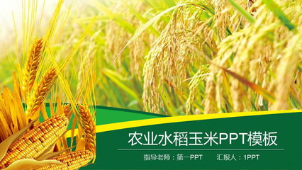 農產品概述 水稻、小麥與玉米